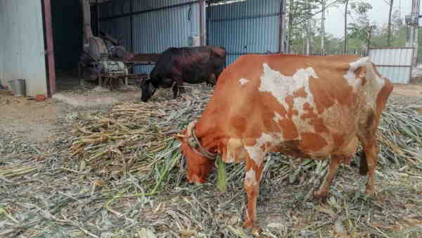 20 गायों के साथ शुरू की डेयरी