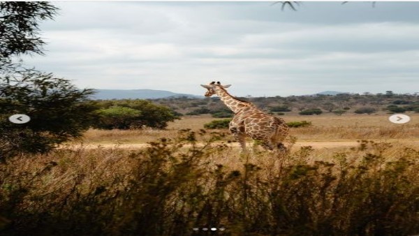 पार्क के कर्मियों ने बताई जिराफ की कहानी