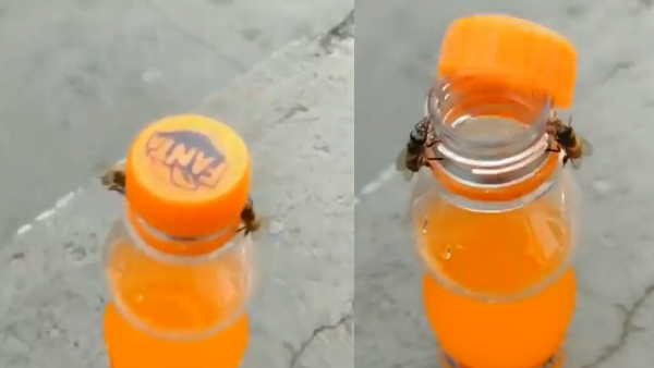 मधुमक्खियों को ढक्कन खोलने में महारत हासिल मधुमक्खियों को ढक्कन खोलने में महारत हासिल