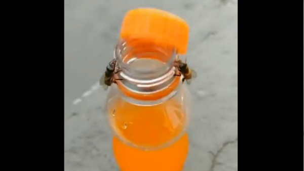 मधुमक्खियों को लगी फेंटा की प्यास मधुमक्खियों को लगी फेंटा की प्यास