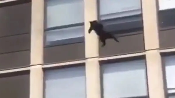 बिल्ली के कारनामे ने इंटरनेट पर मचाया तहलका