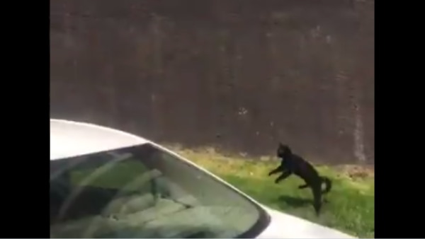 जेल में ड्रग्स सप्लाई करने जा रही थी बिल्ली