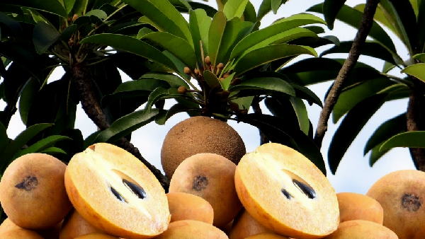 indian railways sends 100th Kisan Special rail From gujarat To Delhi with Chiku fruits