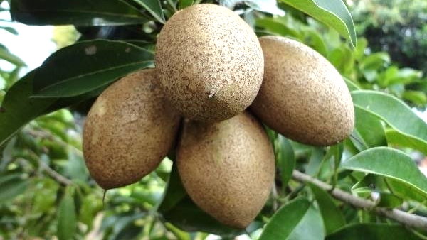indian railways sends 100th Kisan Special rail From gujarat To Delhi with Chiku fruits