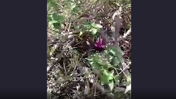 70 वर्षीय धापू बाई गमेती को वैक्सीनेशन से डर 