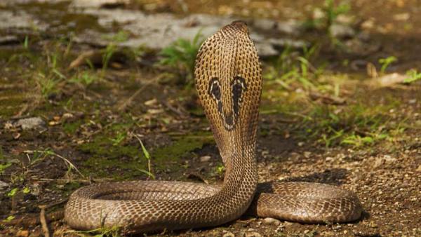 जहरीले होते हैं कोबरा सांप