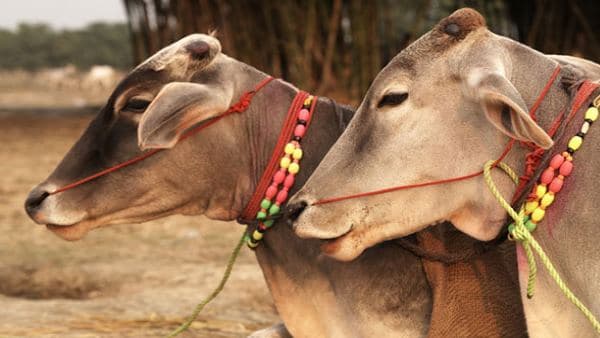 कलेक्टर ने कही ये बात