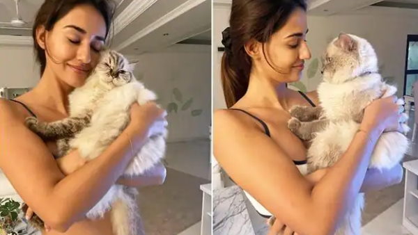 फैंस ने भगवान से की दुआ- अगले जन्म में मुझे बिल्ली बनाना फैंस ने भगवान से की दुआ- अगले जन्म में मुझे बिल्ली बनाना