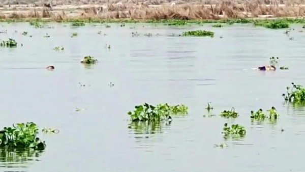 Unnao: Dead bodies found floating in Ganga river Unnao: Dead bodies found floating in Ganga river