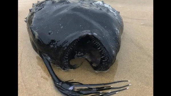 विशेषज्ञों ने बताई सच्चाई