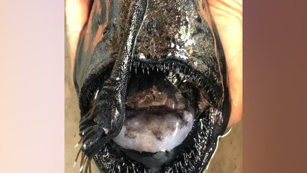 सोशल मीडिया पर वायरल