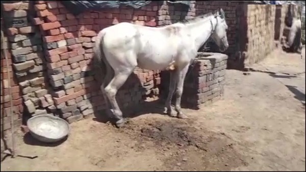 गुजरात में सामने आ चुके हैं ऐसे मामले गुजरात में सामने आ चुके हैं ऐसे मामले