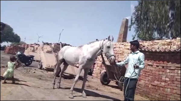 176 जानवरों के सैंपल लैब में भेजे गए थे 176 जानवरों के सैंपल लैब में भेजे गए थे
