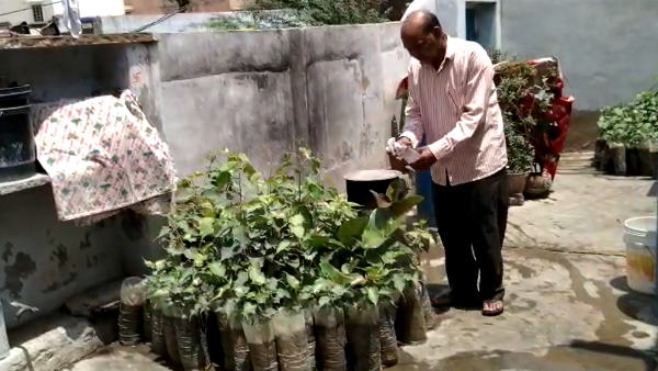  ऐसे जुटाए पीपल बरगद के बीज