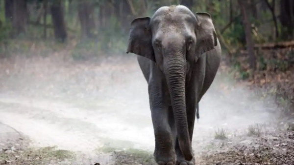 अफ्रीकी हाथियों पर सबसे ज्यादा खतरा