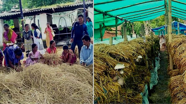 स्थानीय स्तर पर ही बिक जाती है मशरूम स्थानीय स्तर पर ही बिक जाती है मशरूम