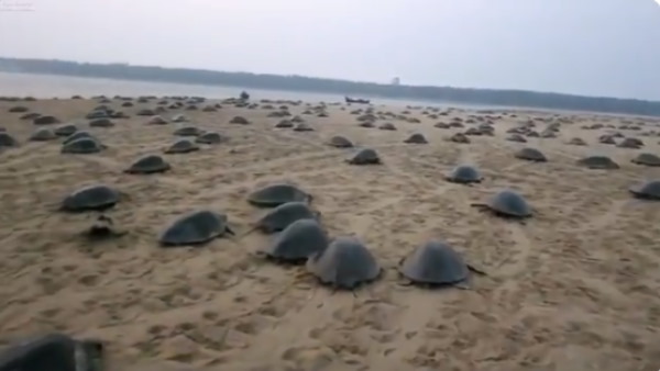 ओडिशा से सामने आया हैरान करने वाला वीडियो