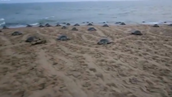 समुद्र तट पर पहुंचे हजारों कछुए