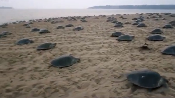 गहिरमाथा और रुशिकुल्या तट का वीडियो