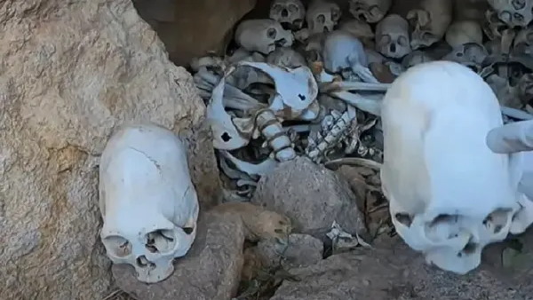 विशेषज्ञों ने बताई सच्चाई विशेषज्ञों ने बताई सच्चाई