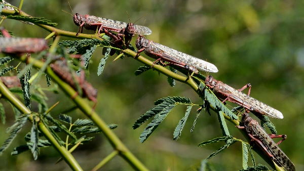 locust swarm: haryana Govt Monitoring Teams Formed To Protect Crops From Locust | Tiddi Dal