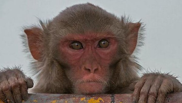 वन व‍िभाग की टीम ने अजगर को पकड़कर जंगल में छोड़ा