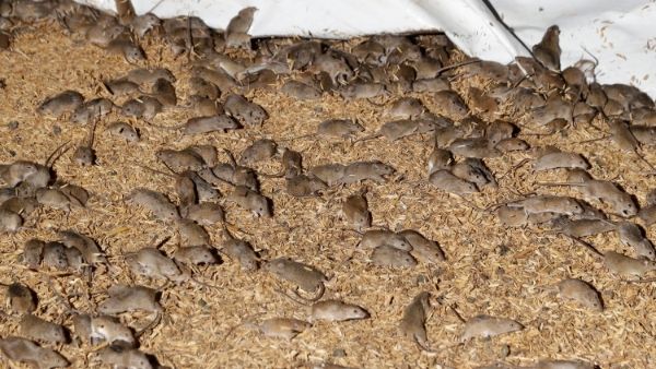 यूरोप की आधी आबादी हुई थी शिकार