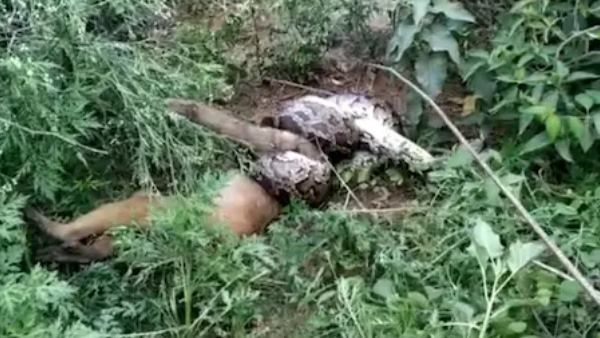 10 फीट लंबा था अजगर, बंदर को बनाया शि‍कार