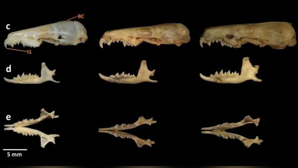 क्रोकिडुरा प्रजातियों में 198 जीव शामिल क्रोकिडुरा प्रजातियों में 198 जीव शामिल