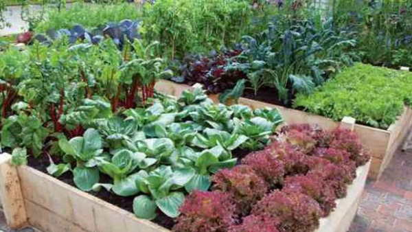 Madhya Pradesh Kitchen garden scheme to start soon nutrition policy to be presented in cabinet Madhya Pradesh Kitchen garden scheme to start soon nutrition policy to be presented in cabinet