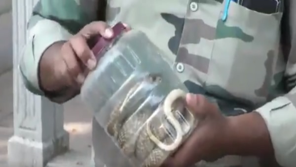 बैग के अंदर से शख्स ने निकाला कोबरा सांप