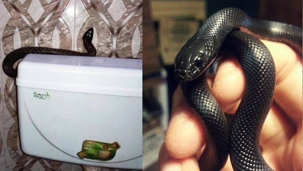 पानी वाली जगहों के आसपास पाए जाते हैं चेकर्ड कीलबैक सांप