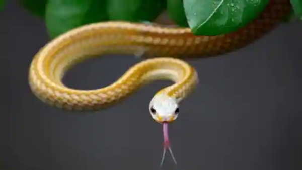 बेहद खतरनाक है संक्रमण