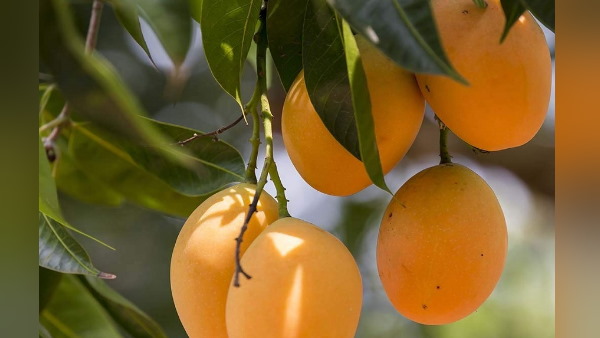 क्या किया इतने सारे फलों का ?