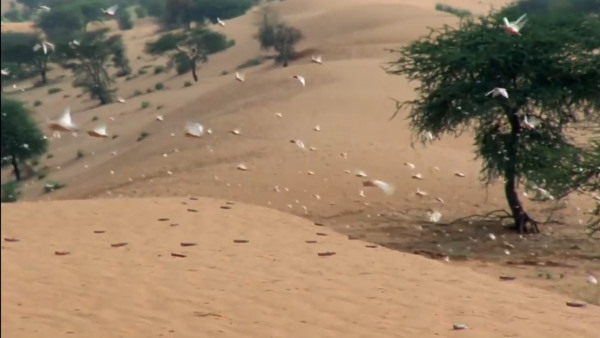 टिड्डियों के दल ने जमकर कहर मचाया