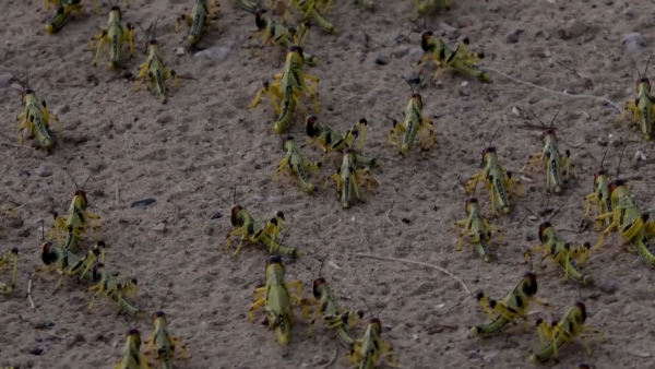 दुनिया का सबसे विनाशकारी कीट