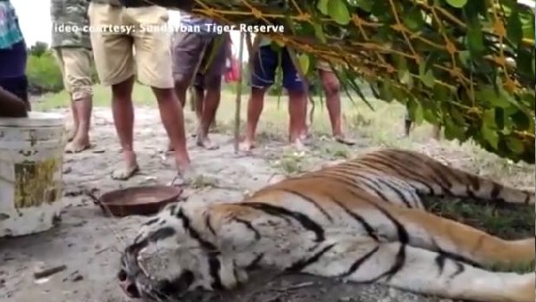 आईएफएस परवीन ने शेयर किया वीडियो