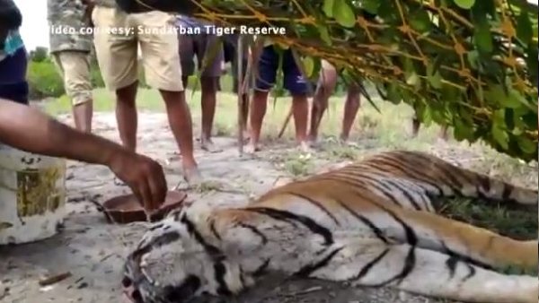 साइक्लोन यास की भेंट चढ़ा बाघ