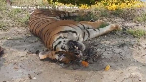  वीडियो पर उठाए सवाल