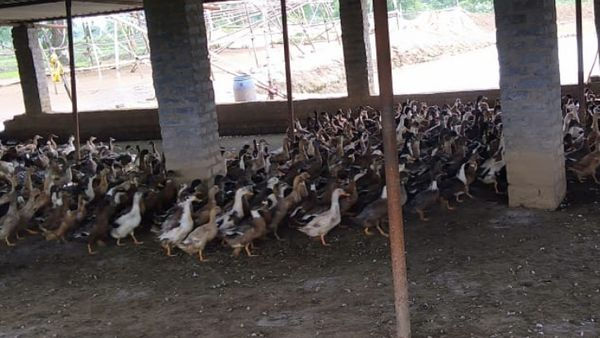 मुर्गी, बत्तख और बकरी पालन भी मुर्गी, बत्तख और बकरी पालन भी