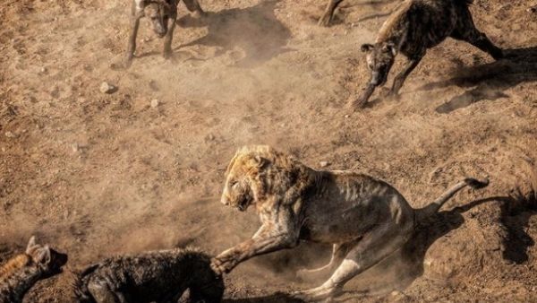 खूंखार होते हैं लकड़बग्घे खूंखार होते हैं लकड़बग्घे