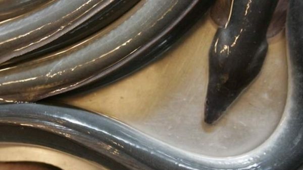 बेहद खास होती है उनागी मछली