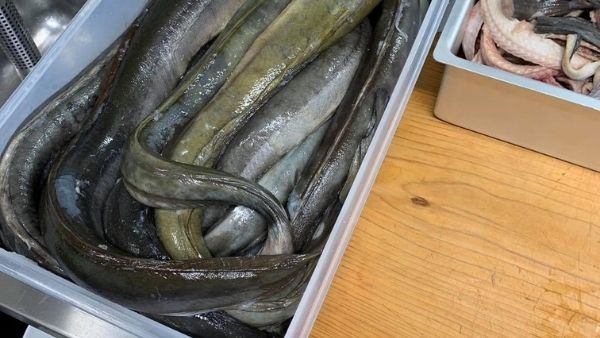 एक साल तक पाली जाती है उनागी