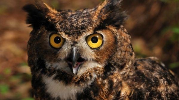 काल्पनिक पक्षी की खोज