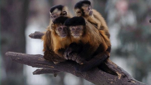 जैसा देश वैसा भेष