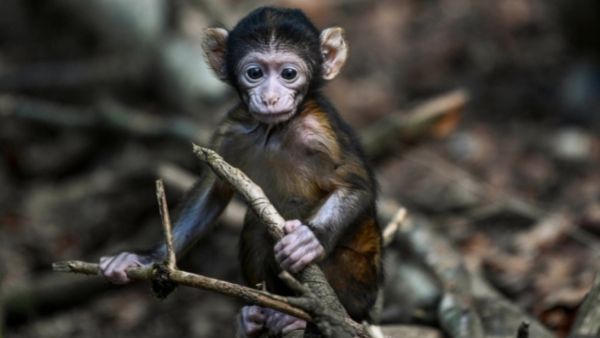 कुदरत से मिला आशीर्वाद