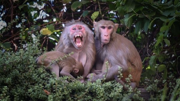 कैसे उच्चारण बदल लेते हैं बंदर ?