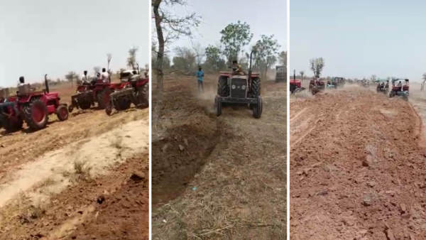 1375 में से 650 बीघा जमीन में चारे की जुताई कर दी