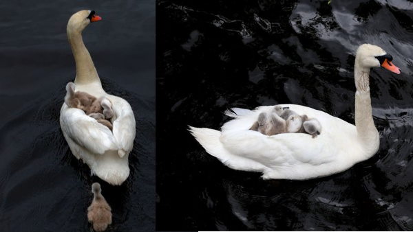 पापा हंस की ये तस्वीरें बोस्टन की हैं पापा हंस की ये तस्वीरें बोस्टन की हैं