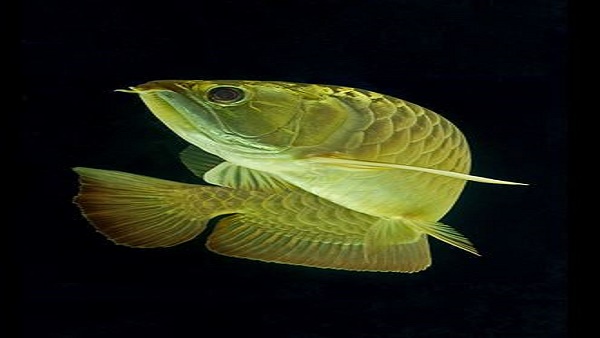  बेशकीमती मछली के लिए मुंहमांगी कीमत